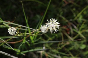 Astrantia minor (2) (1200 x 800)